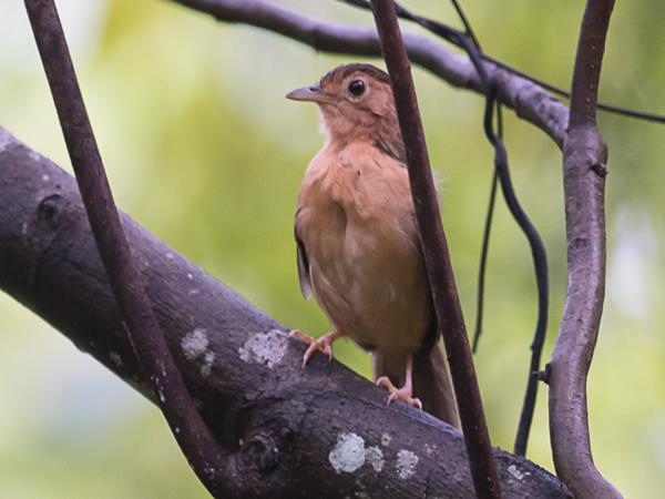 <h3><a href="/trips/srilanka/biota/animalia/chordata/aves/040 passeriformes/090 pellorneidae/pellorneum fuscocapillus/pellorneum fuscocapillus-nl.html">Pellorneum&nbsp;fuscocapillus</a> / Brown‑capped&nbsp;babbler / Bruinkapjungletimalia</h3>NIKON D500 met AF-S Nikkor 300mm f/2.8G IF-ED VR II, 1/50 sec  bij F5.0, ISO 1250, afstand 7.94&nbsp;m